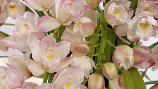 81a24d9eb36d557e939e2239832100db